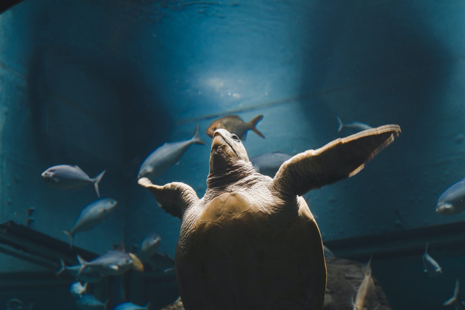 turtle-in-the-glass-cabinet-aquarium-.jpg